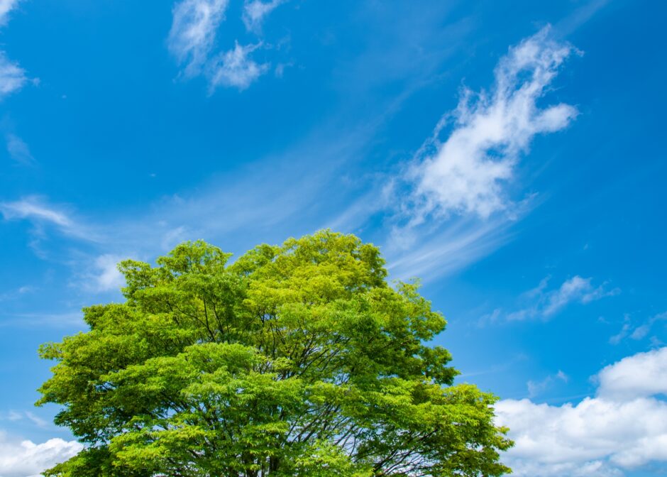 青い空・白い雲と欅の大木